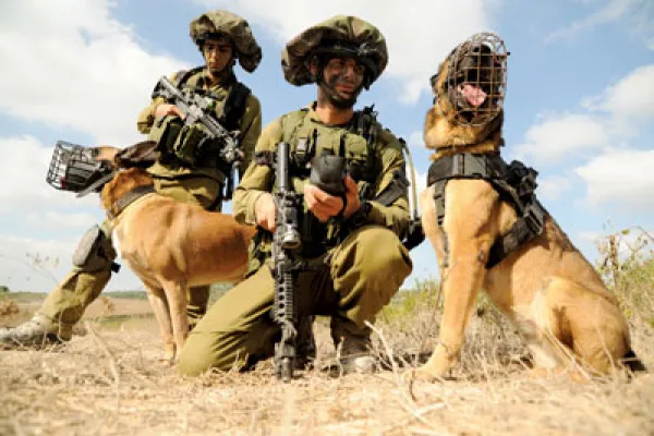 IDF Dog