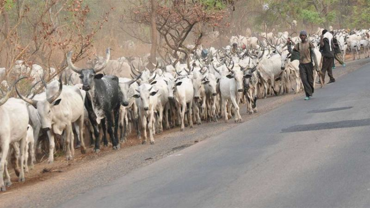 herders in Kogi